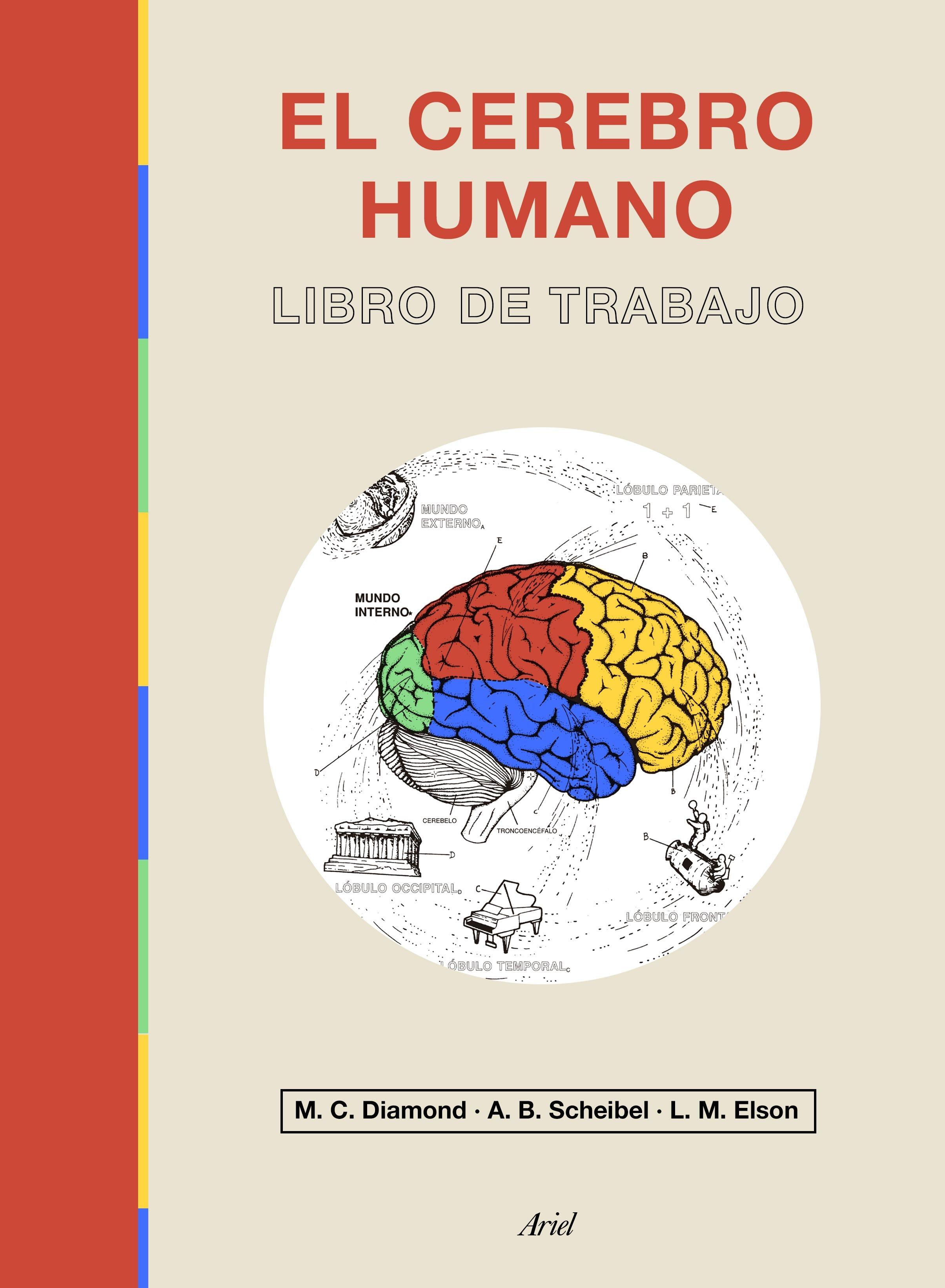 Cerebro humano, El "Libro de trabajo"